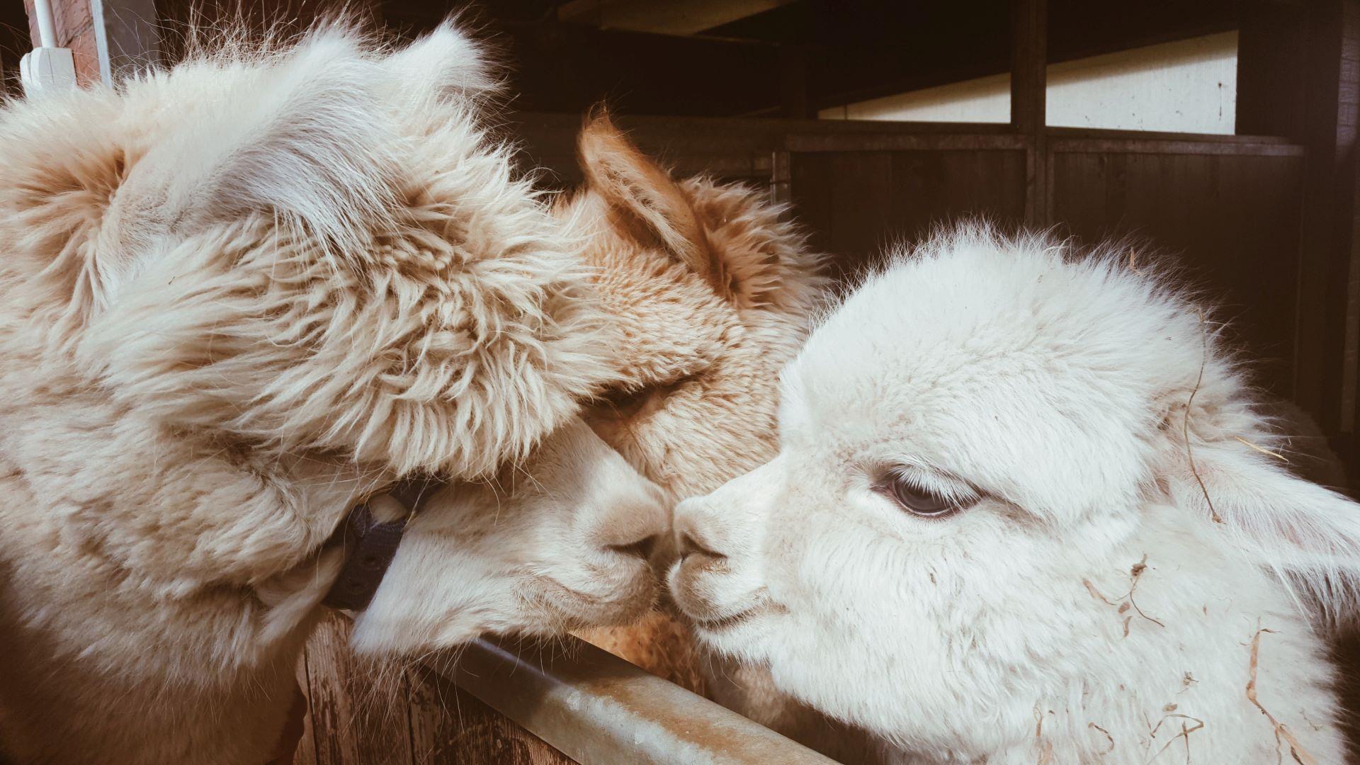 Baby Alpaka Tiere flauschiges Fell